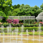 神奈川「小田原フラワーガーデン」160種のバラが見頃！12月上旬まで