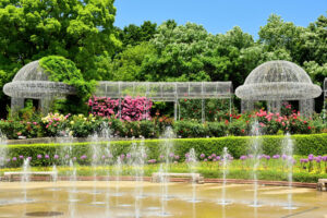 神奈川「小田原フラワーガーデン」160種のバラが見頃!12月上旬まで