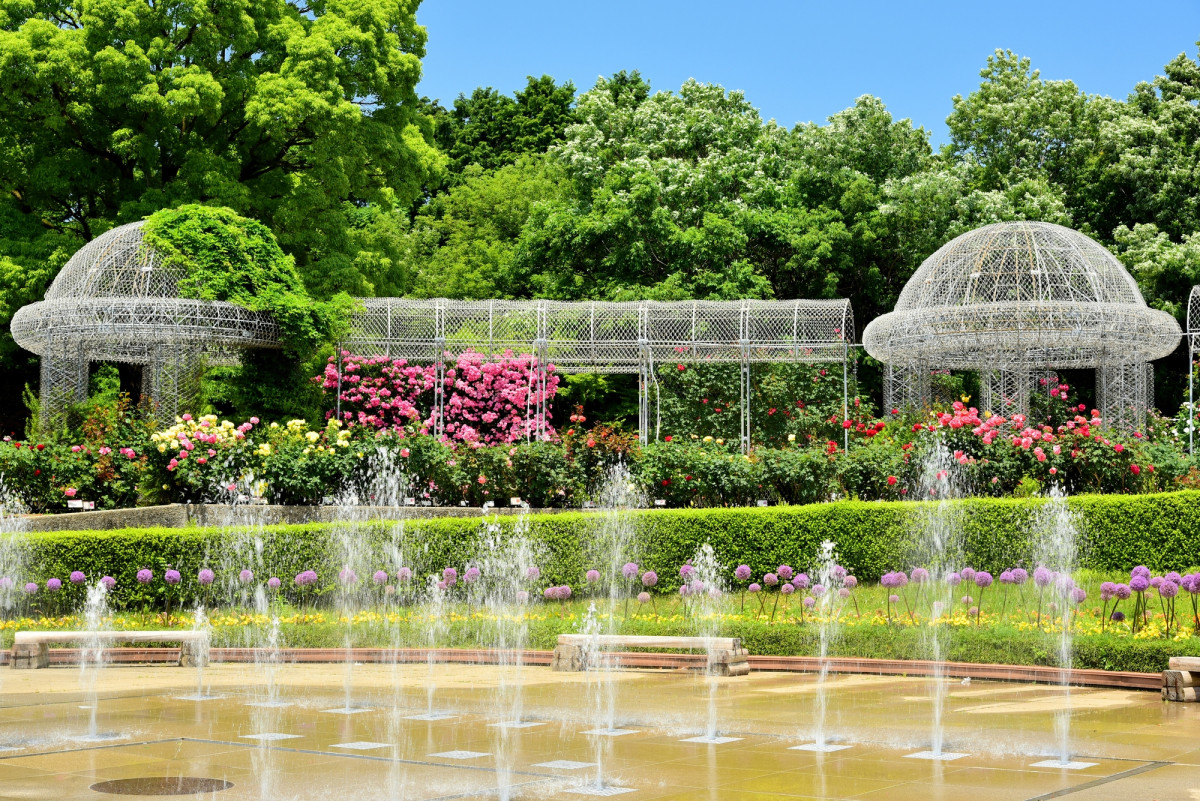 神奈川「小田原フラワーガーデン」160種のバラが見頃!12月上旬まで