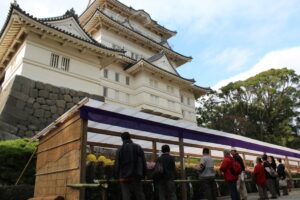 小田原城址公園で「菊花展」本丸広場に500点の菊花　11/16まで！