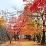 岩手「盛岡城跡公園」の紅葉が見頃！黄色に輝くサトウカエデも