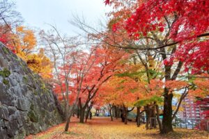 岩手「盛岡城跡公園」の紅葉が見頃！黄色に輝くサトウカエデも