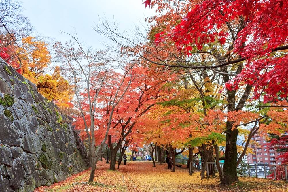 岩手「盛岡城跡公園」の紅葉が見頃!黄色に輝くサトウカエデも