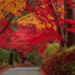 岩手県「中尊寺」紅葉の参道がライトアップで幻想的に！11/9まで
