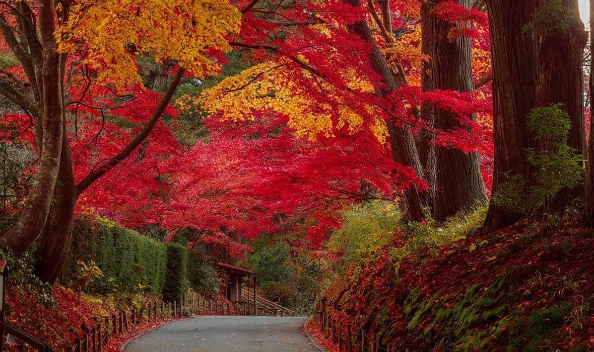 岩手県「中尊寺」紅葉の参道がライトアップで幻想的に！11/9まで