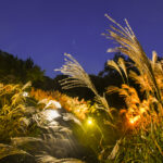都立 狭山公園で、秋風に揺れる幻想的なススキのライトアップ
