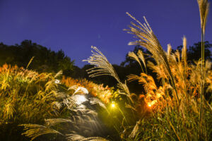 都立 狭山公園で、秋風に揺れる幻想的なススキのライトアップ