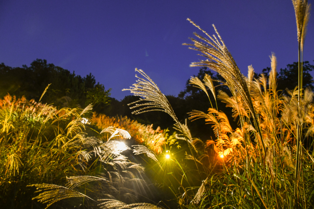 都立 狭山公園で、秋風に揺れる幻想的なススキのライトアップ