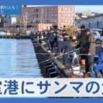 【朗報】2時間で200匹超の猛者も？根室港にサンマの大群！