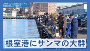 【朗報】2時間で200匹超の猛者も？根室港にサンマの大群！