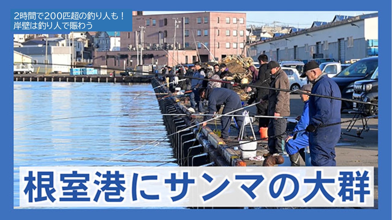 【朗報】2時間で200匹超の猛者も？根室港にサンマの大群！
