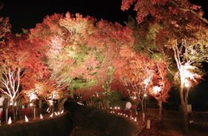 山梨県河口湖で「紅葉まつり」開催！ライトアップも！11月末まで