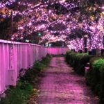 目黒川に約39万球の「冬の桜」ピンク色に煌めく幻想空間出現！