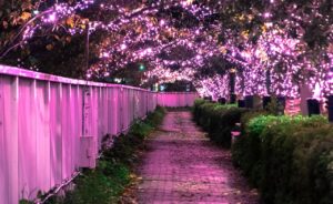 目黒川に約39万球の「冬の桜」ピンク色に煌めく幻想空間出現！