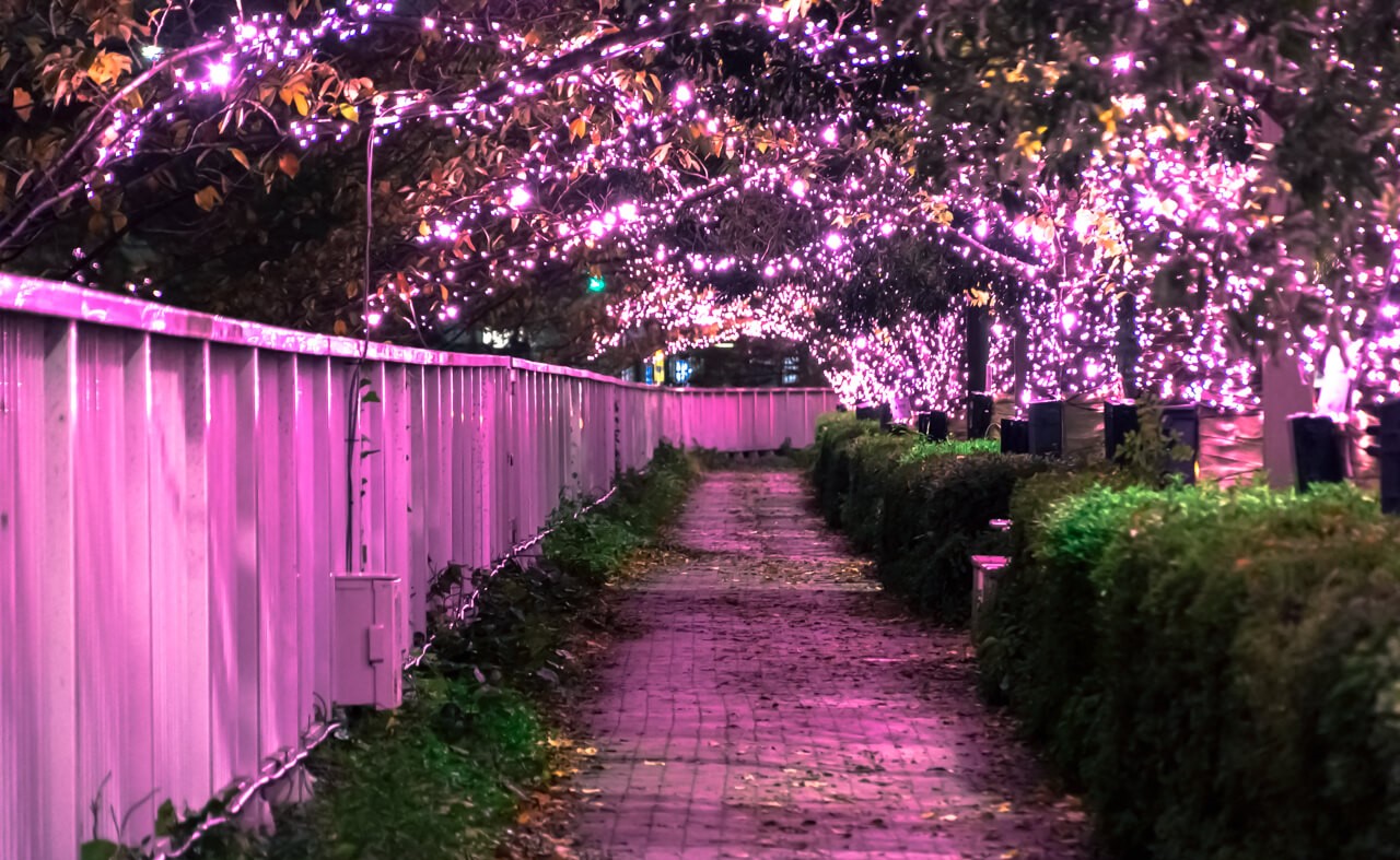 目黒川に約39万球の「冬の桜」ピンク色に煌めく幻想空間出現！