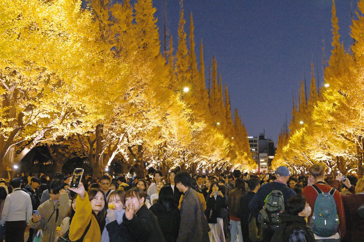 東京・神宮外苑のイチョウ並木でライトアップ開始、今月30日まで！