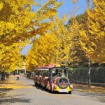 埼玉県「秩父ミューズパーク」イチョウ並木の黄葉、今が見頃！