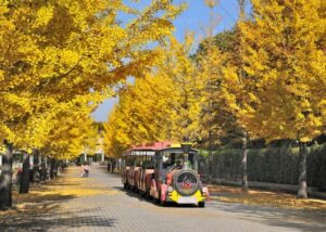 埼玉県「秩父ミューズパーク」イチョウ並木の黄葉、今が見頃!