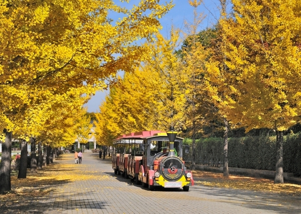埼玉県「秩父ミューズパーク」イチョウ並木の黄葉、今が見頃！