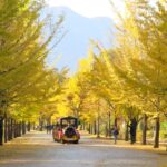 埼玉「秩父ミューズパーク」黄金色のイチョウ並木、今が見頃！