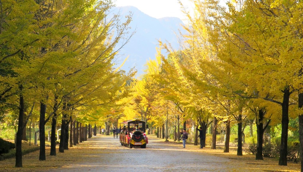 埼玉「秩父ミューズパーク」黄金色のイチョウ並木、今が見頃!