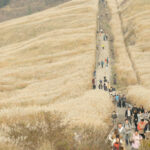 神奈川・箱根仙石原で、秋の風にそよぐ銀白のススキが見頃！