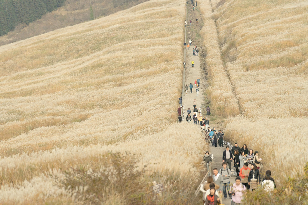 神奈川・箱根仙石原で、秋の風にそよぐ銀白のススキが見頃！
