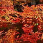 東京で入園無料の日本庭園、秋の「肥後細川庭園」が絶景すぎた！