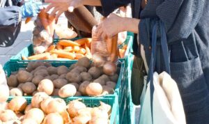 茅ヶ崎市役所前で「茅ヶ崎地区 農業まつり」11月8日開催します！