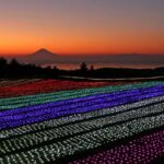 千葉・マザー牧場のイルミネーション！夕景と光の共演が異世界レベル　