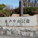 亀戸中央公園、都内屈指の「サザンカ」の名所で冬の華が見頃！