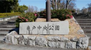 亀戸中央公園、都内屈指の「サザンカ」の名所で冬の華が見頃！