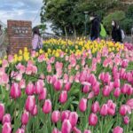 藤沢市・江の島で「ウィンター チューリップ」がまもなく見頃！