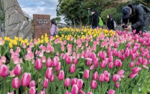 藤沢市・江の島で「ウィンター チューリップ」がまもなく見頃！