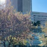 千葉「津田沼公園」でヒマラヤザクラが見頃です！メジロも飛来 ♪
