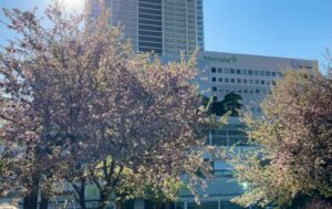 千葉「津田沼公園」でヒマラヤザクラが見頃です！メジロも飛来 ♪