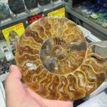 長岡市「キューソンミネラルショー」天然石や化石も販売！ 12/20～