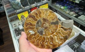 長岡市「キューソンミネラルショー」天然石や化石も販売! 12/20~