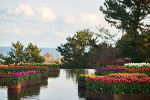 茨城・ひたち海浜公園で、アイスチューリップが見頃！1月下旬まで