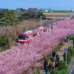 開花に合わせ開催を前倒し「三浦海岸桜まつり」2/5日スタート！