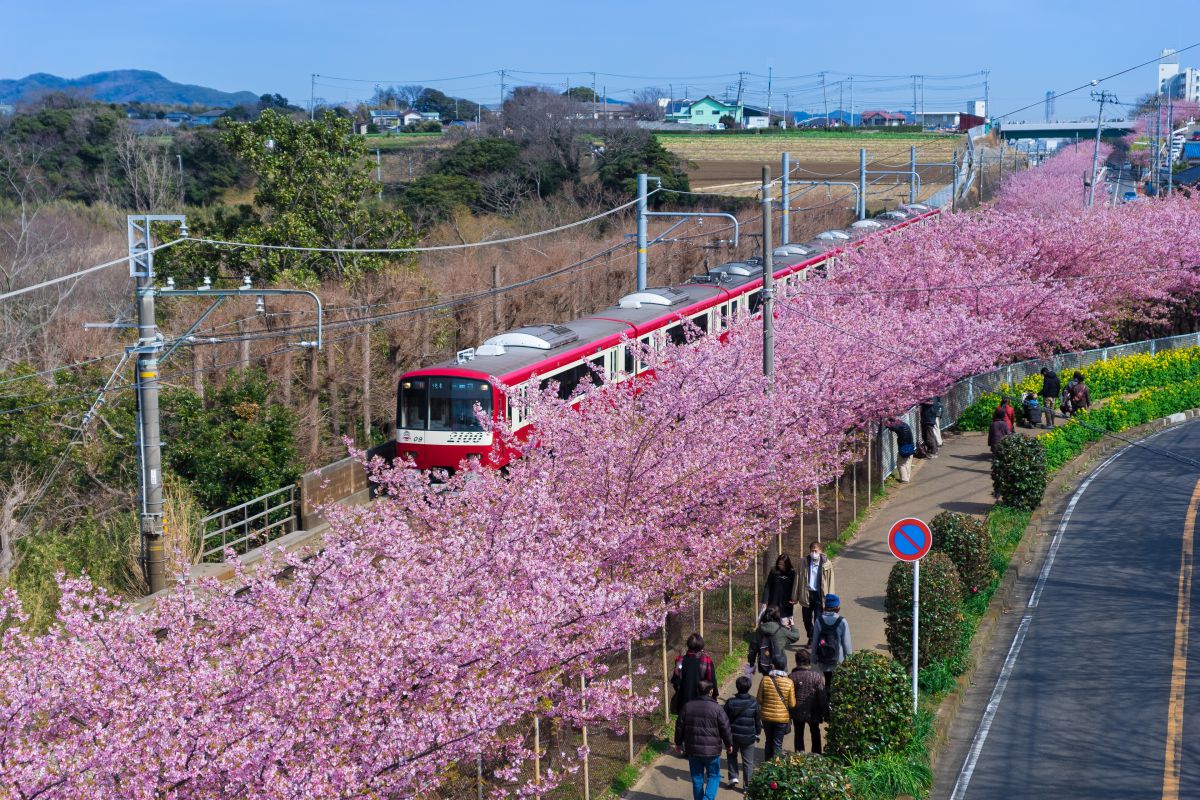 開花に合わせ開催を前倒し「三浦海岸桜まつり」2/5日スタート！