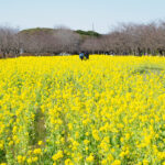 福岡「海の中道海浜公園」で、一面黄色に染まる菜の花畑が見頃！