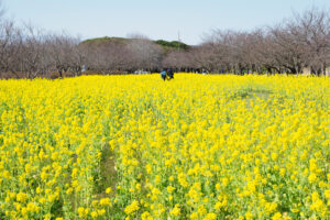 福岡「海の中道海浜公園」で、一面黄色に染まる菜の花畑が見頃！
