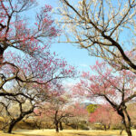 小田原フラワーガーデンで「梅まつり」開催！例年より１週間早く開花