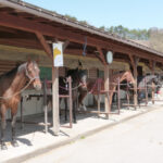 平安時代からの由緒ある駒の里「望月馬事公苑」で、新春の乗馬体験！