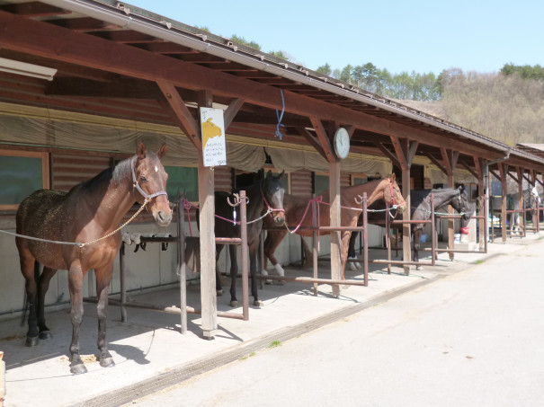 平安時代からの由緒ある駒の里「望月馬事公苑」で、新春の乗馬体験！