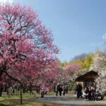 東京都「神代植物公園」で、梅・椿・桜の開花にあわせ催し！ 2/10～