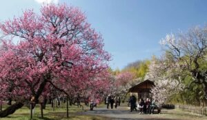 東京都「神代植物公園」で、梅・椿・桜の開花にあわせ催し！ 2/10～