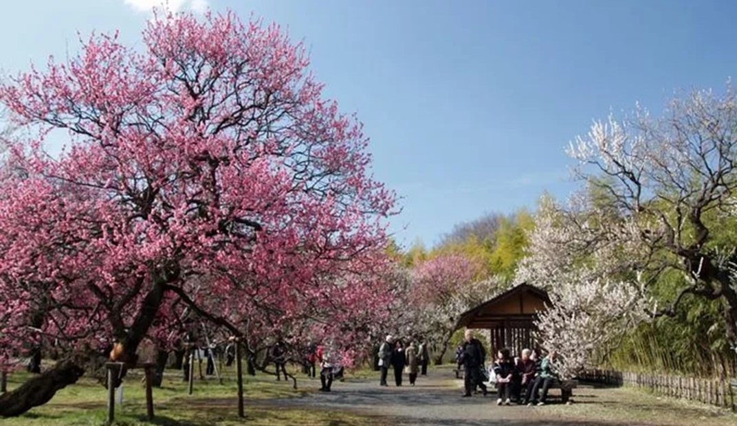 東京都「神代植物公園」で、梅・椿・桜の開花にあわせ催し！ 2/10～