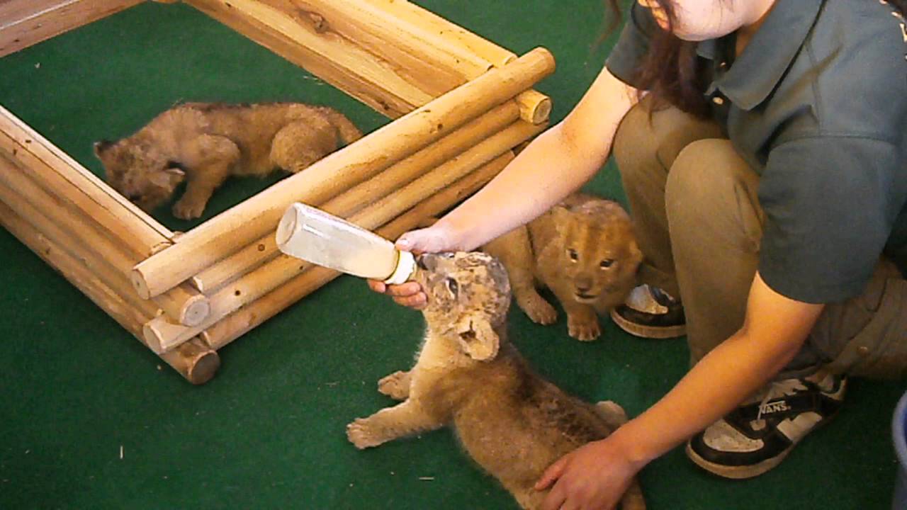 秋吉台サファリランドで、ライオン赤ちゃん「ふれあいタイム」はじまる！